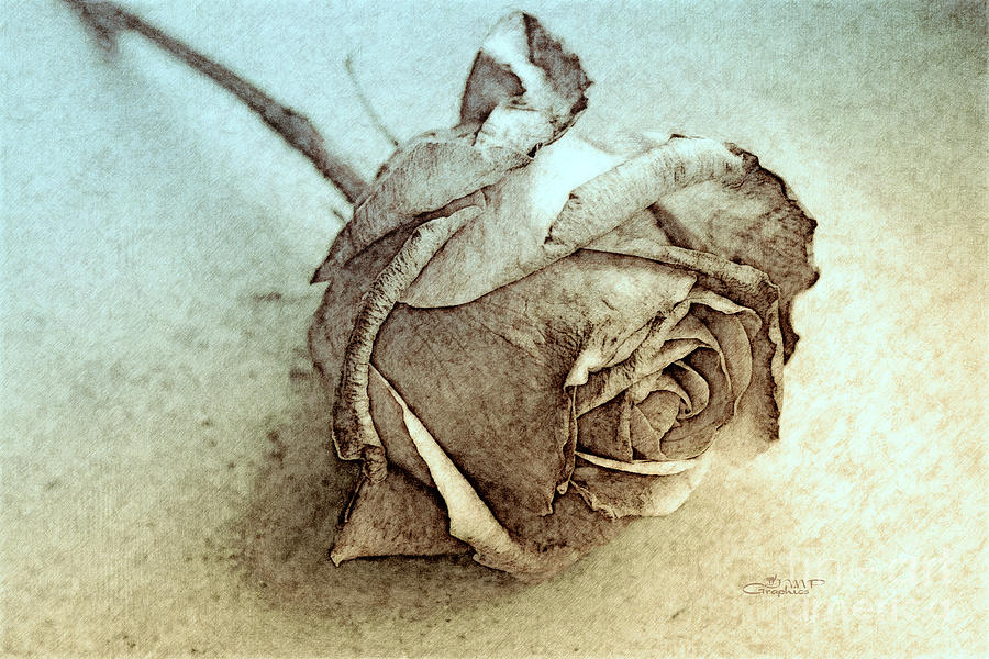 Rose Photograph - Forgotten Rose by Jutta Maria Pusl
