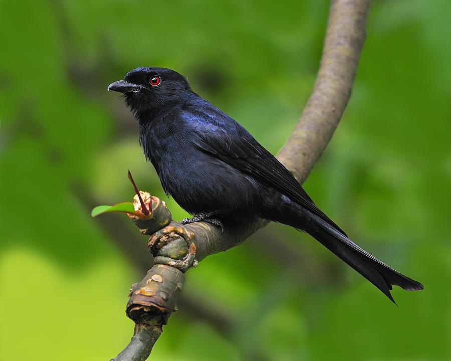 Fork-tailed Drongo Photograph by Tony Beck