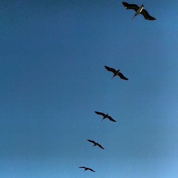 Pelican Photograph - Formation Flight #instagram_florida by Dan Piraino