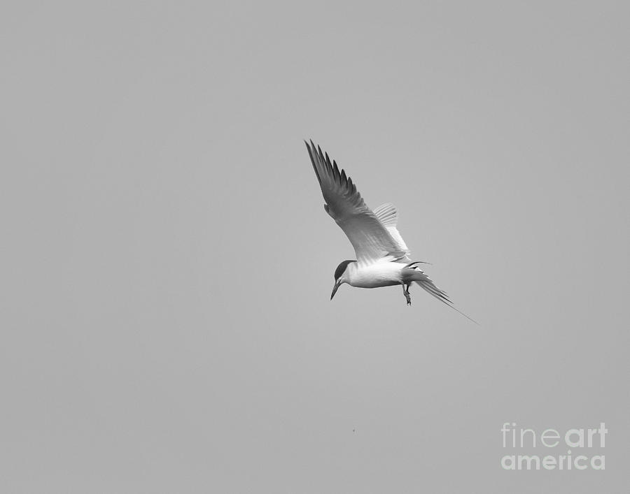 Forsters Tern Fishing Photograph by Dennis Hammer