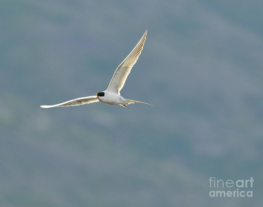 Forsters Tern Hunting Photograph By Dennis Hammer Pixels 1198