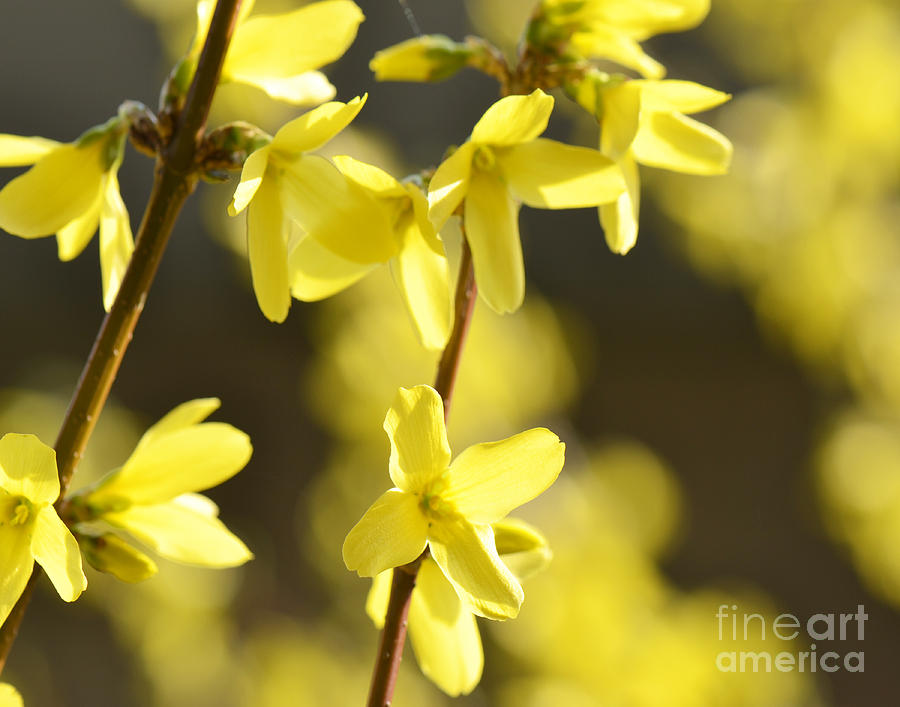 Forsythia Blooms Photograph by Traci Cottingham
