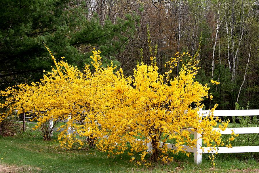Forsythia in Bloom Photograph by Charlene Reinauer