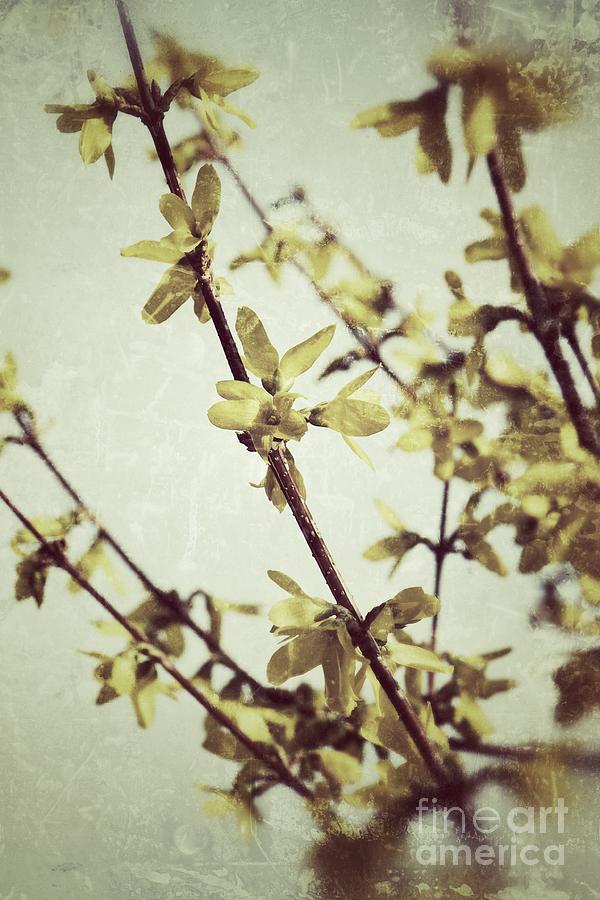 Forsythia  Photograph by Traci Cottingham