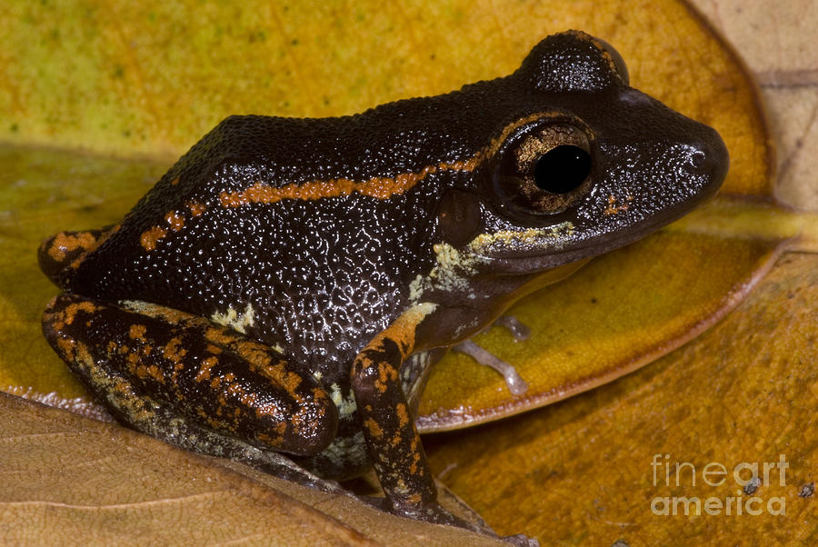 Fort Randolph Robber Frog Photograph by Dante Fenolio