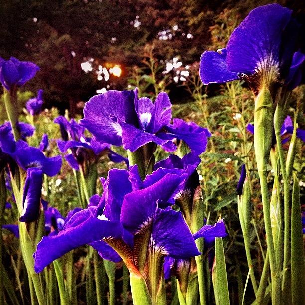 Iris Photograph - Fort Tryon Park On A Saturday Night by Trey Rucker