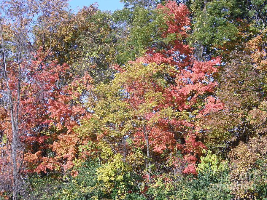 Fort Wayne Fall Photograph By Tom Branson Pixels