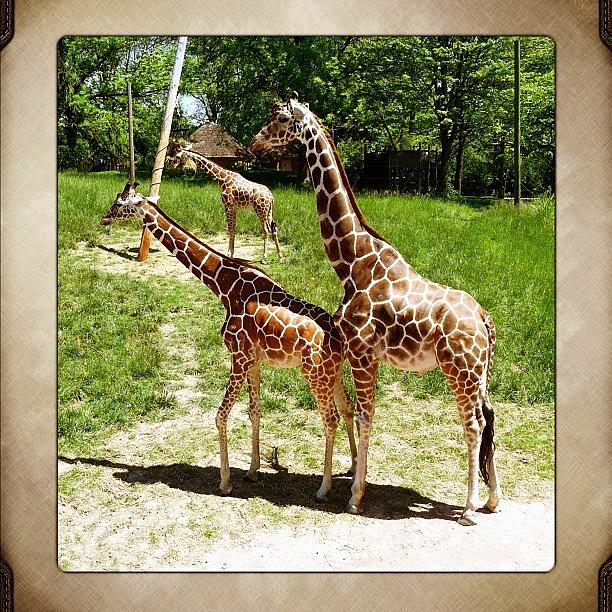 Giraffe Photograph - #fortwayne#zoo#giraffe#cute#pretty by Samantha Jeanne
