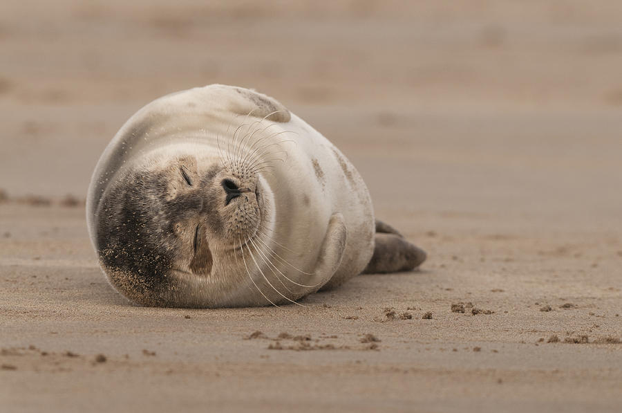 Forty Winks Photograph by Andy Astbury