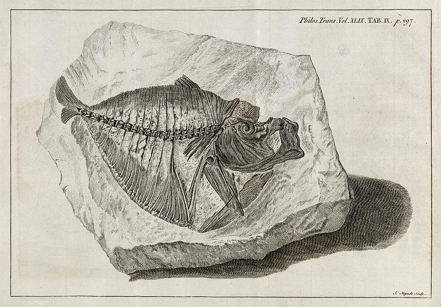 Nature Photograph - Fossil Fish, 18th Century by Middle Temple Library