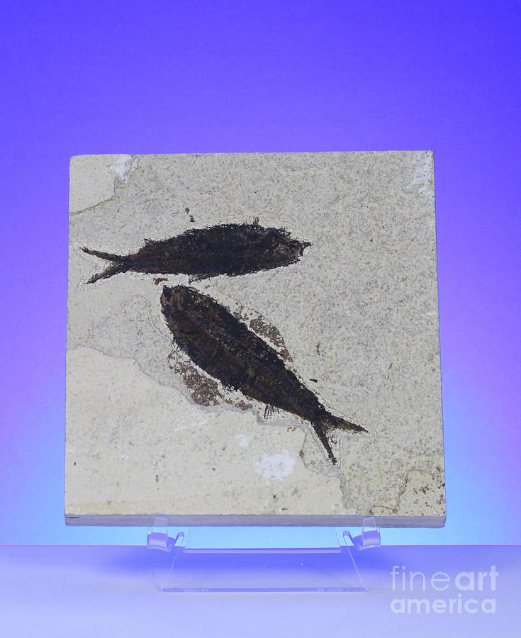 Fossil Fish Photograph by Photo Researchers, Inc.