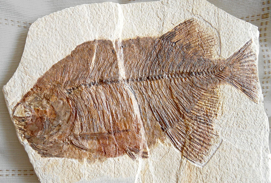 Fossil fish Photograph by Rod Jones