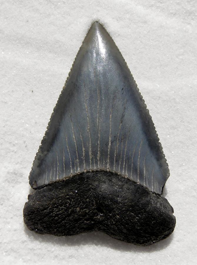 Fossil great white shark tooth Photograph by Werner Lehmann - Pixels