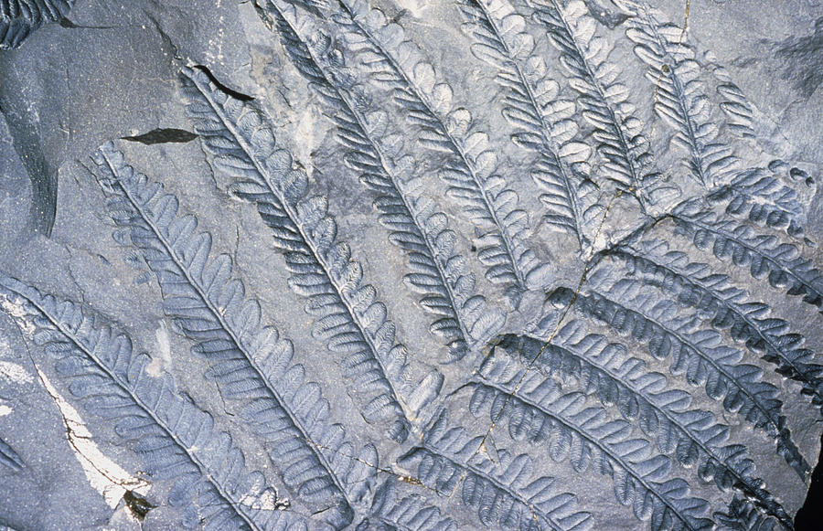 Fossil Leaves Of Neuropteris Photograph by Sinclair Stammers