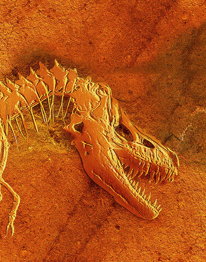 tarbosaurus fossil