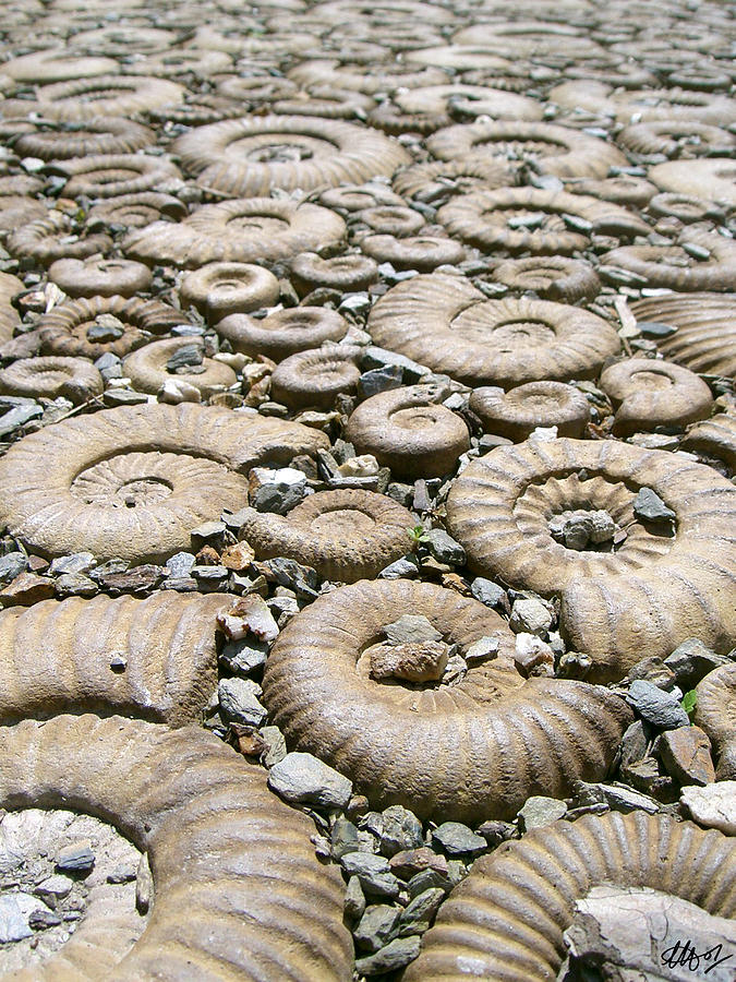 Fossil Paving Photograph by Laura Hol Art