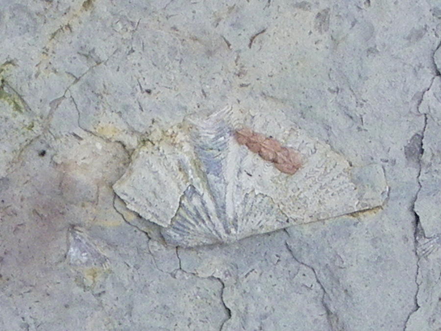 Fossil Photograph by Peggy King
