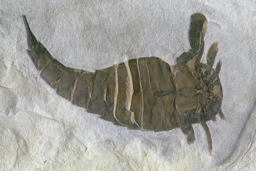 Fossil Sea Scorpion Or Eurypterid by Kaj R. Svensson