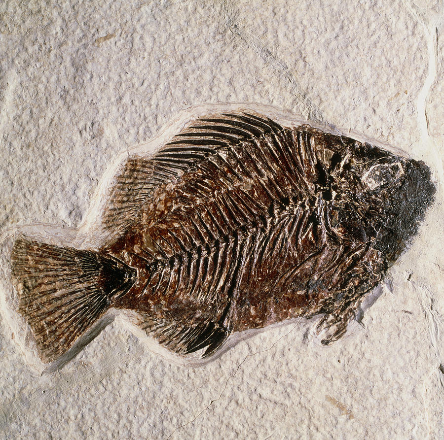Fish Photograph - Fossilised Fish, Priscacara Serata by Pasieka
