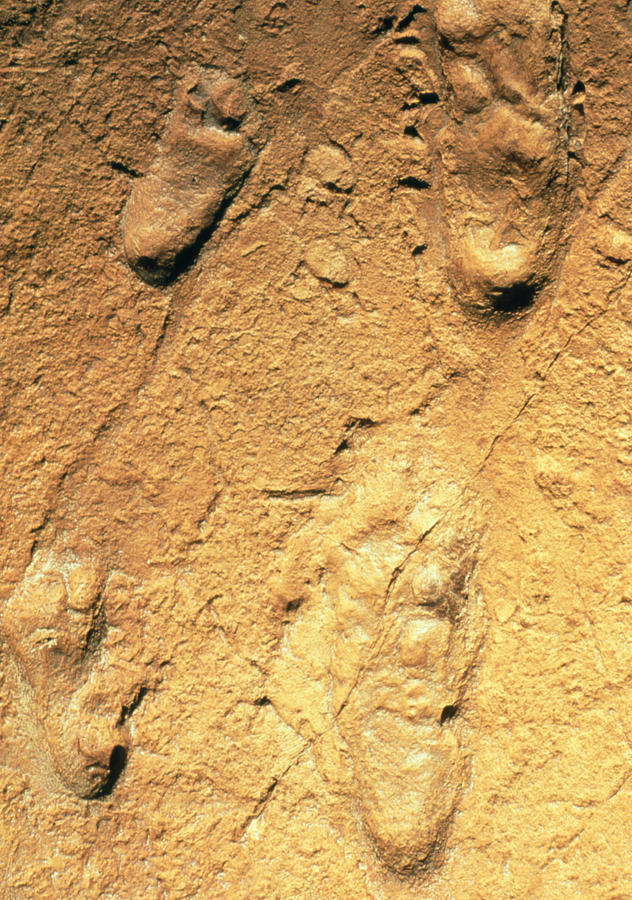 human footprint fossil dinosaur