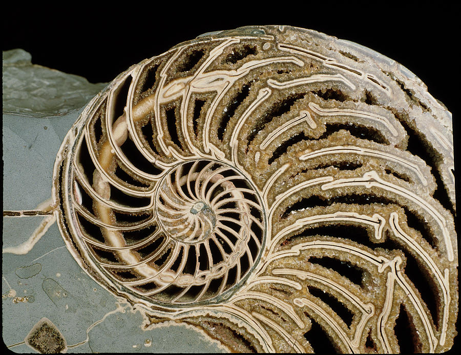 Fossilised Nautilus Shell Photograph by Sinclair Stammers. - Pixels