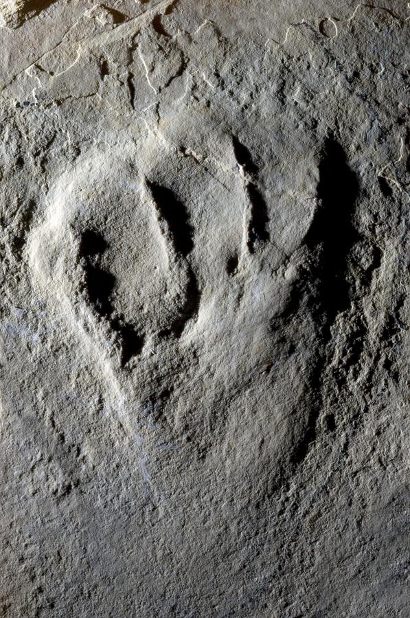 Fossilised Pterosaur Footprint Photograph by Sinclair Stammers