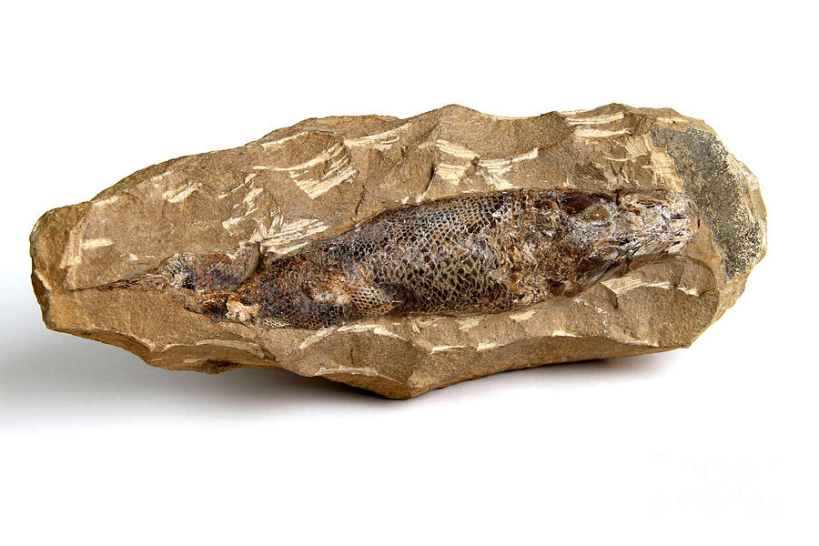 Fossilized Fish Photograph by Photo Researchers
