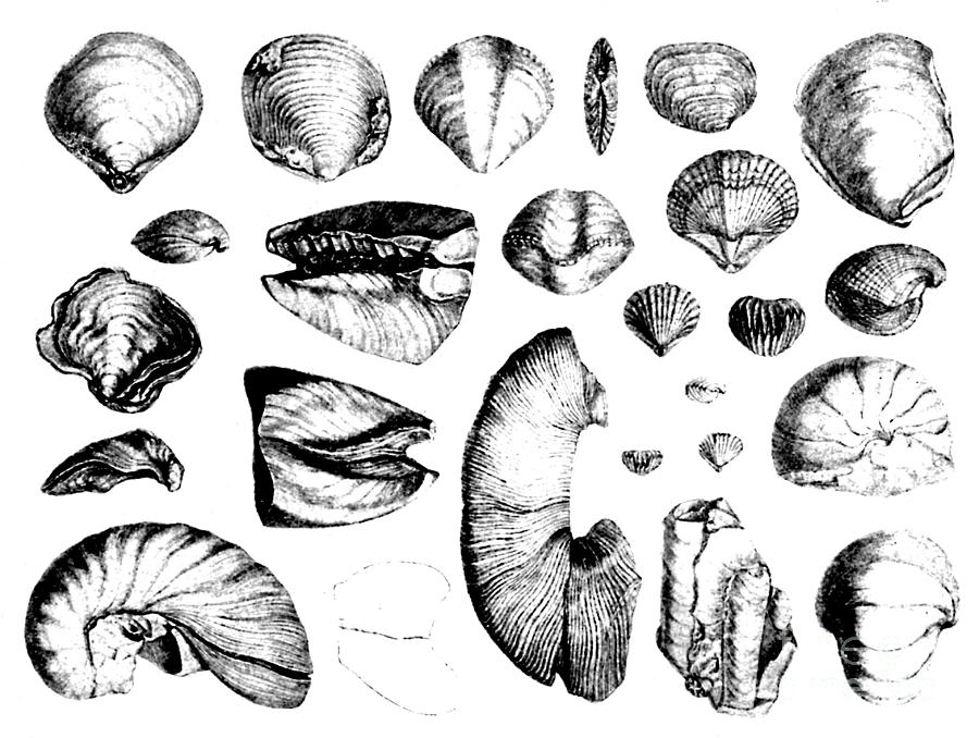 Fossilized Shells, 1844 Photograph by Science Source - Fine Art America