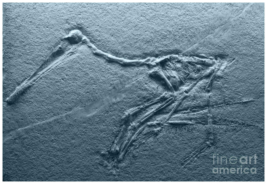 Fossils - Pterosaurs Photograph by Heiko Koehrer-Wagner