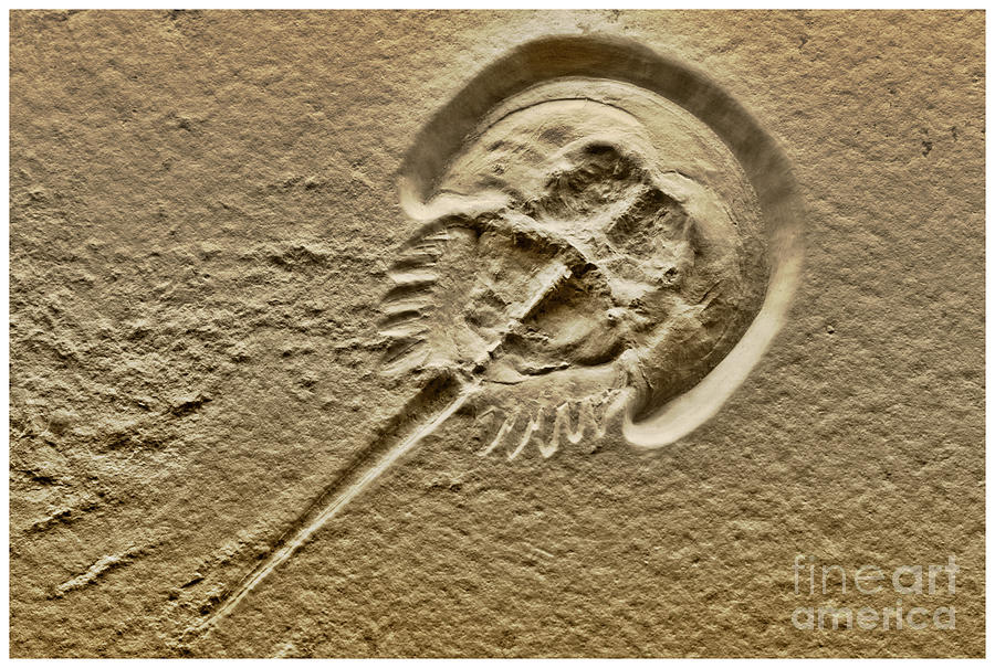 Fossils Photograph by Heiko Koehrer-Wagner