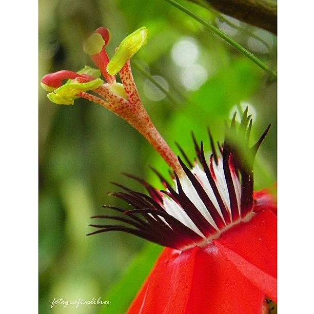 Nature Photograph - #fotografía #flor #colores by Fotografias Libres
