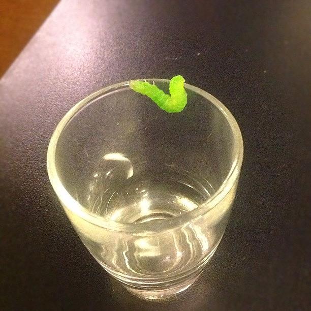 Found A Friend On The Limes In My Photograph by Lowbrow Lucy