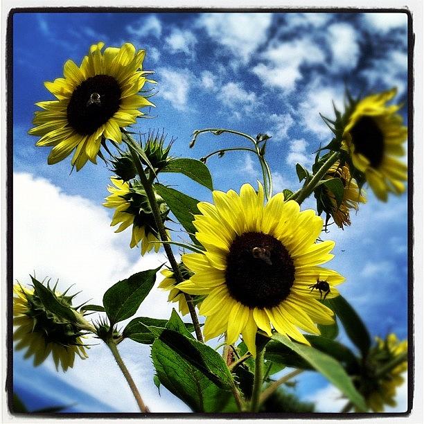 Summer Photograph - Found A Wild #sunflower Field In by Molly Slater Jones