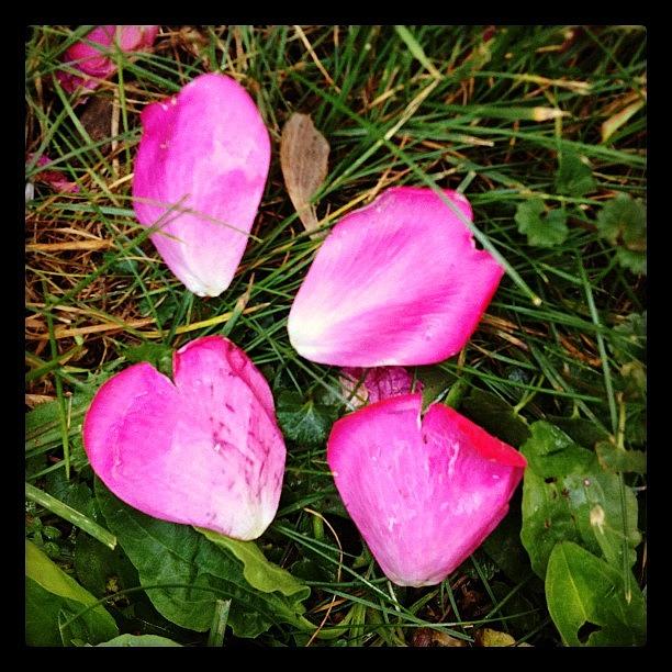 Flower Photograph - Found Petal Love #flowers #garden by Lori Moon