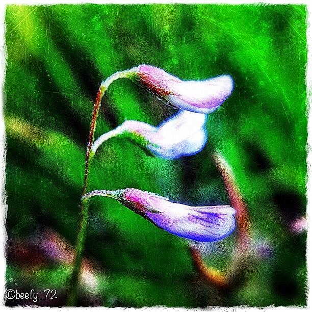 Nature Photograph - Found These Micro Duck Beak Flowers by Paul Burger