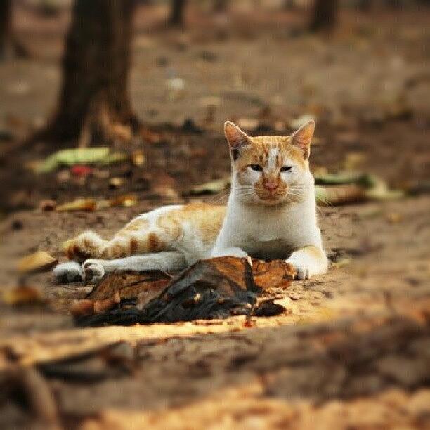 Animal Photograph - Found This #cat On The Street #instacat by Fajar Triwahyudi
