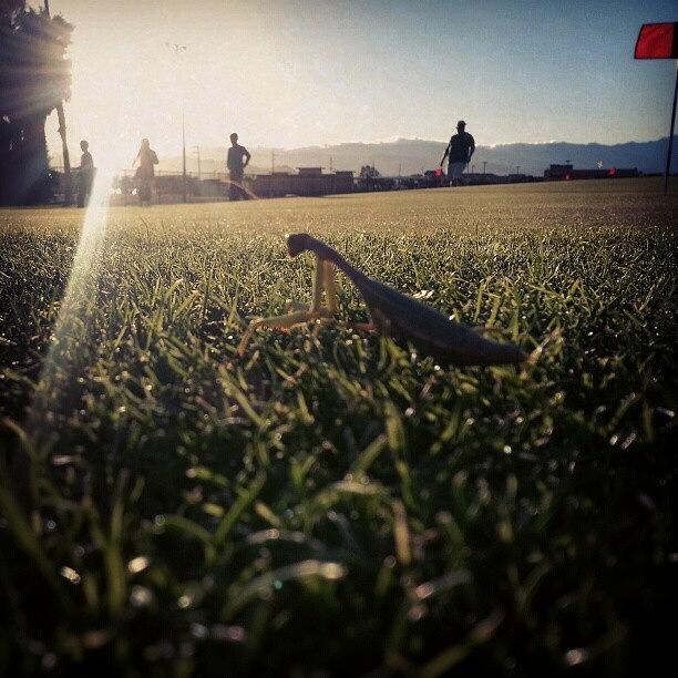 Found This Guy Roaming In The Golf Photograph by Saul Jesse Beas