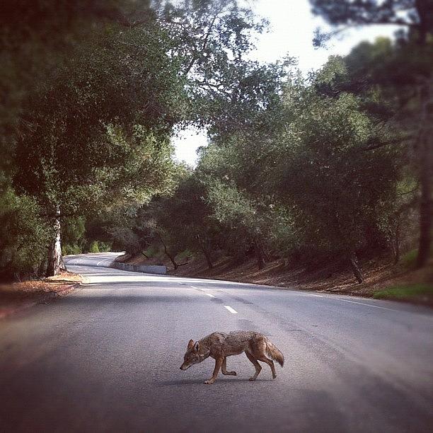 Hollywood Photograph - Found This Little Guy In Griffith Park by Loghan Call