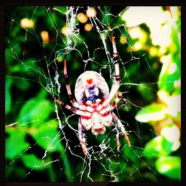 Spider Photograph - Found This #spider In The Creek Earlier by Super Mario