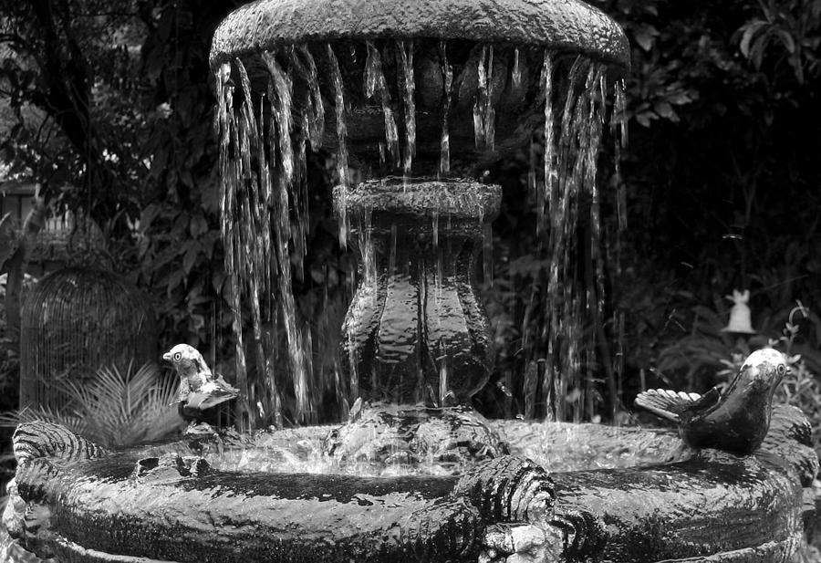Bird Photograph - Fountain by RicardMN Photography