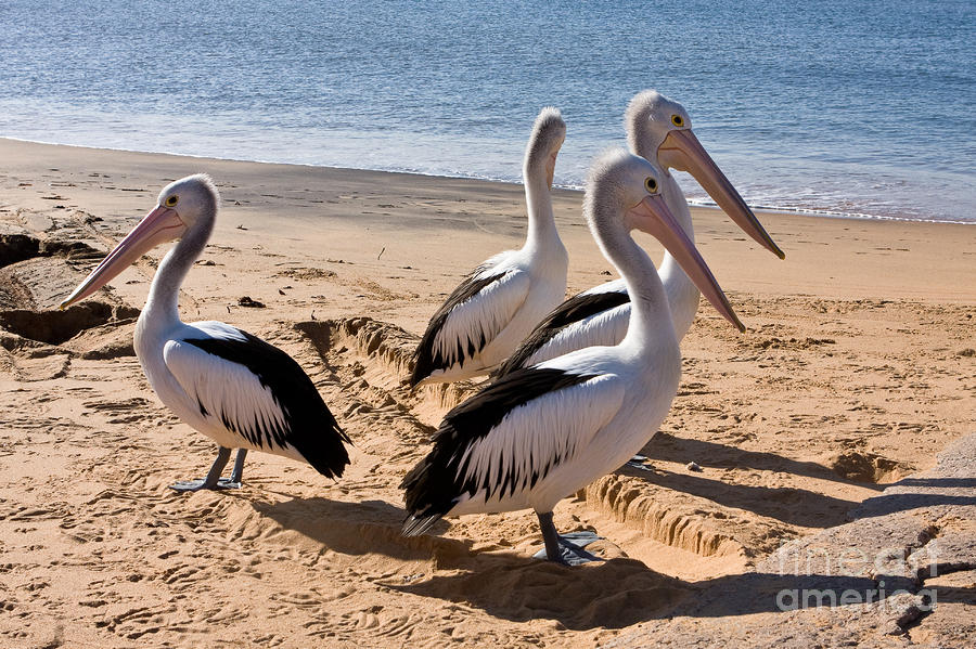 Animal Photograph - Four  Australian Pelicans on a beach by John Buxton