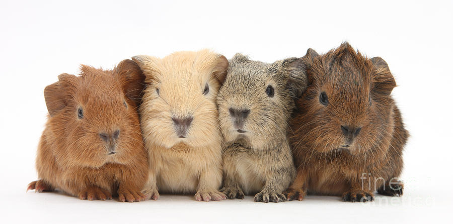 Four Baby Guinea Pigs Photograph by Mark Taylor