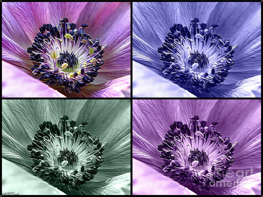 Four Colours of Anemone Photograph by J McCombie