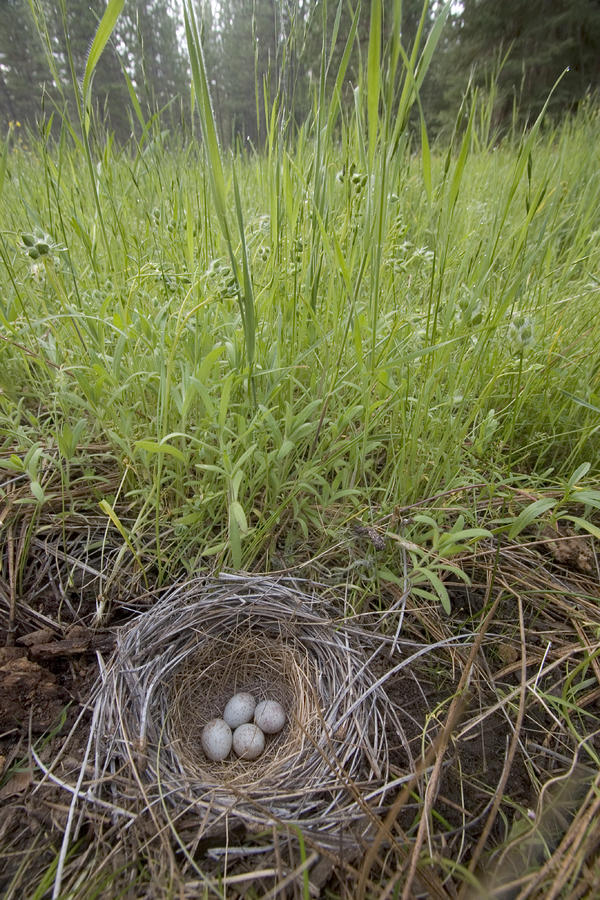 Four Eggs In A Bird Nest In Tall Grass Photograph by Phil Schermeister