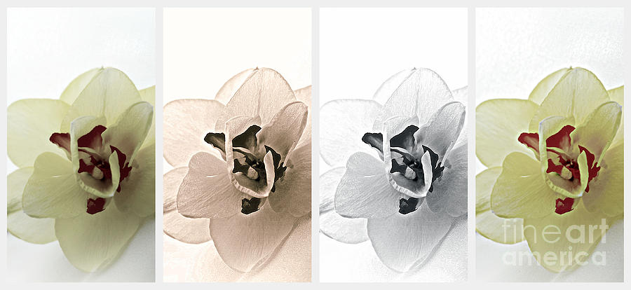 Four Faces of a Flower Photograph by Lila Fisher-Wenzel