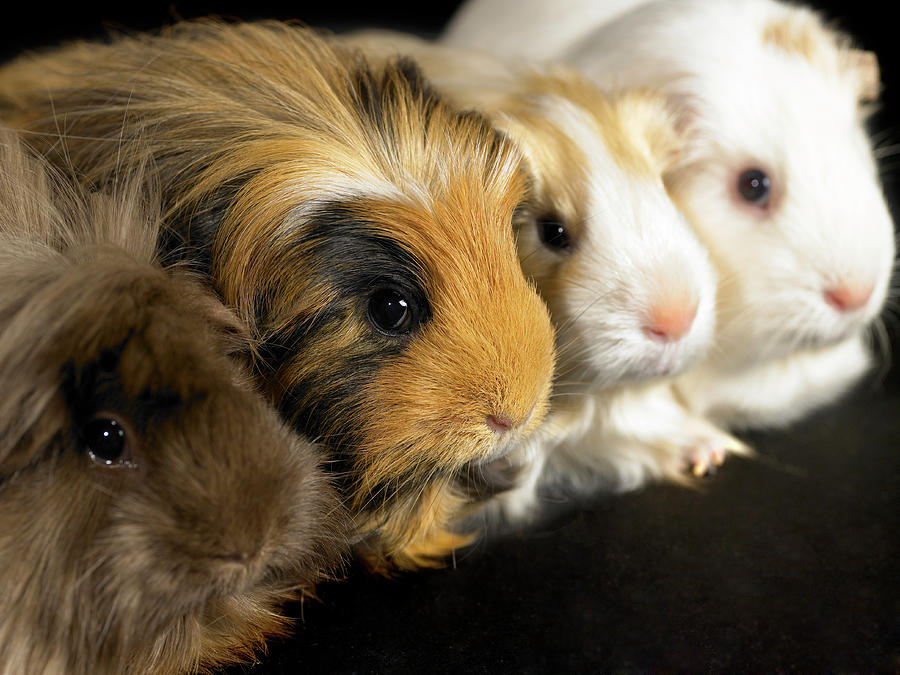 Four Guinea Pigs Sitting In A Line, Close-up Photograph by Michael Blann