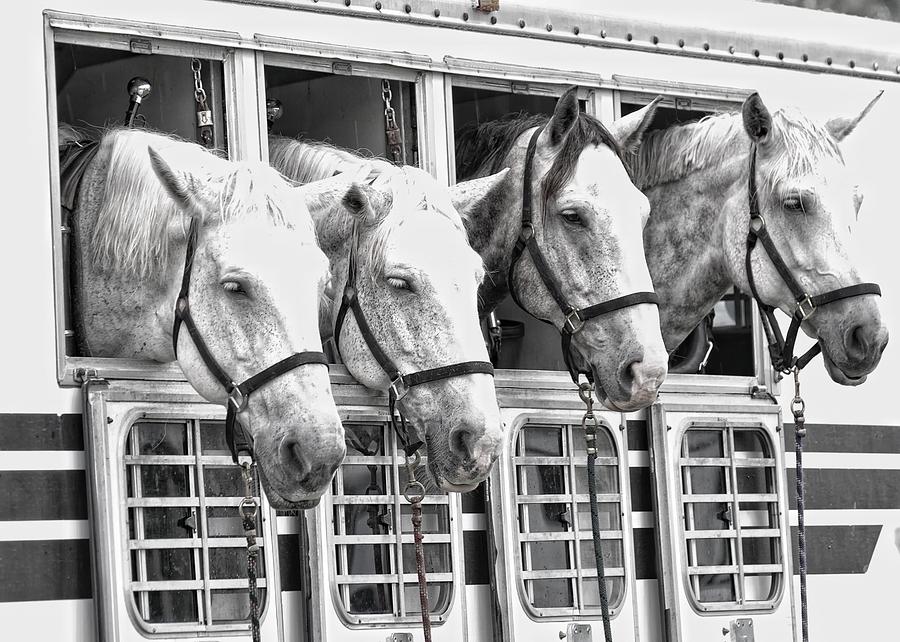 Horse Photograph - Four Horses by Brian Mollenkopf