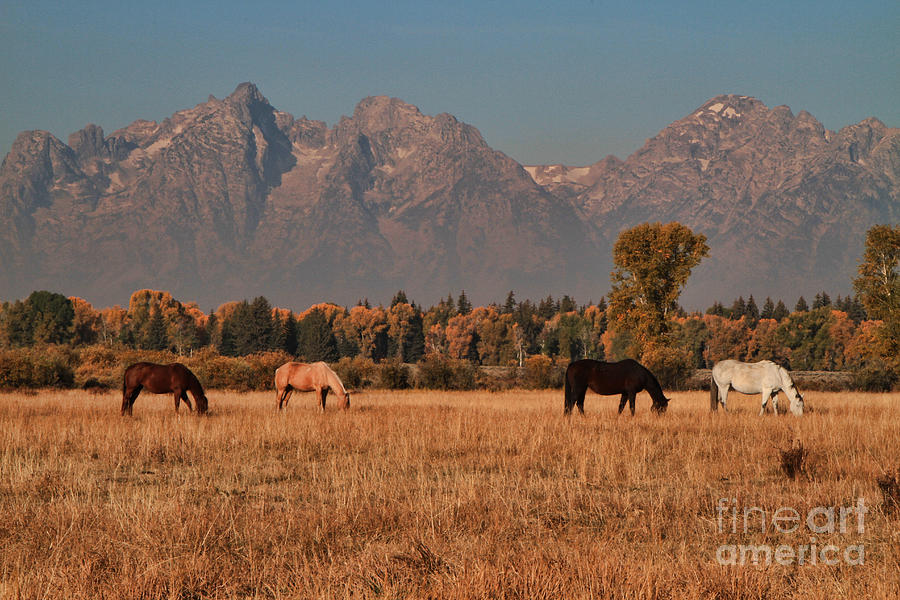Four Horses Photograph by Edward R Wisell