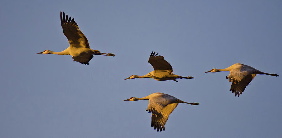 Four in Formation Photograph by Harry Strharsky