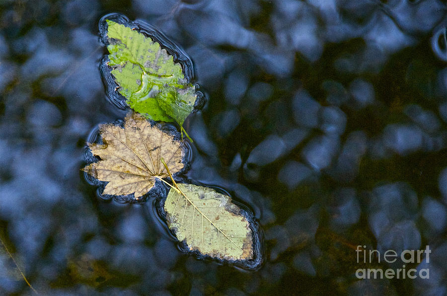 Nature Photograph - Four Leaves on Hylebos Creek by Sean Griffin